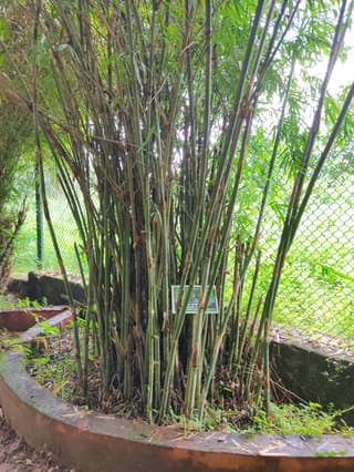 Bambu-japonês
