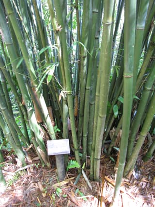 Bambuzinho-de-jardim