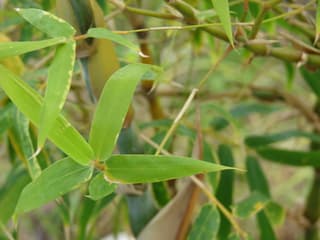 Bambu Barriga de Buda