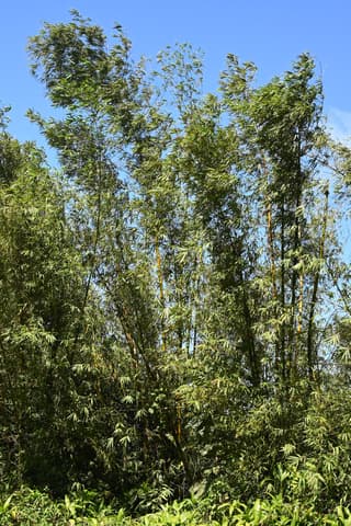 Bambu Comum
