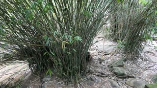 Bamboo