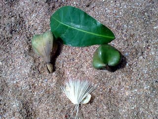 Sea Poison Tree