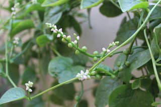 Malabar Spinach