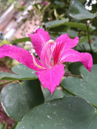 Purple Orchid Tree