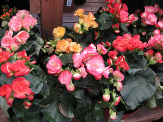 Begônia (gênero)