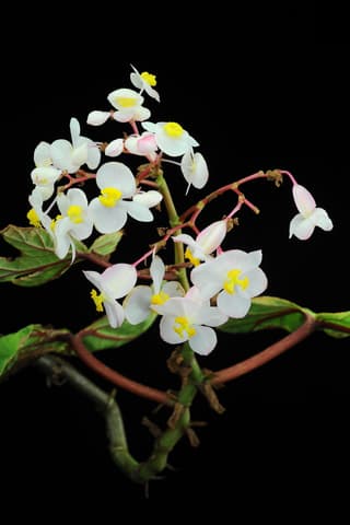 Engelsflügel-Begonie