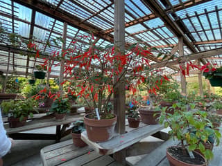 Bolivian begonia