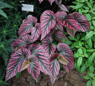 Begônia-exotica
