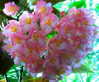 Scarlet Begonia