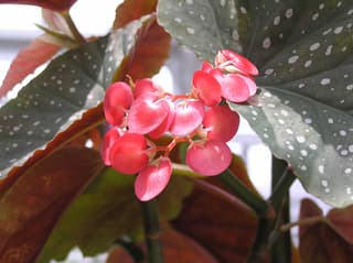 Angel Wing Begonia
