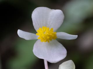 Wax Begonia