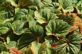 Hardy Begonia