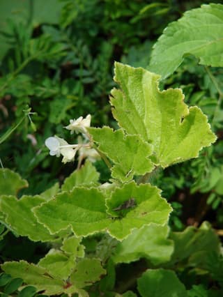 Begonia barbuda