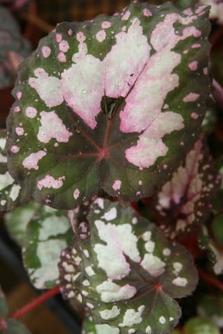 Rex Begonia