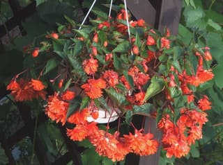 Begônia-tuberosa