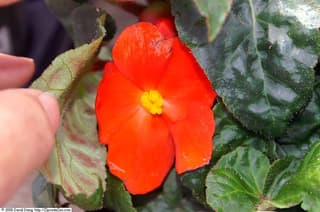 Tuberous Begonia