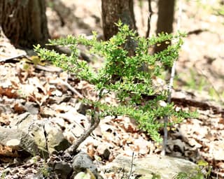 Barberry