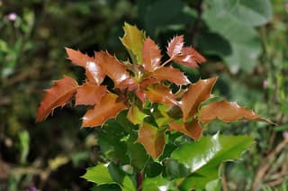 Oregon Grape