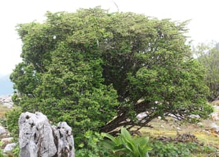 Japanese Barberry