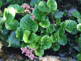 Hortensia de invierno