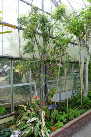 Árbol de curry