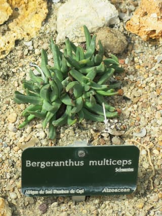 Bergeranthus