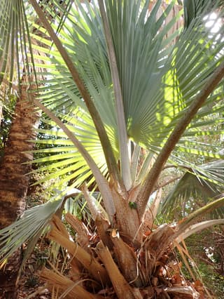 Bismarck Palm