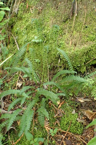 Membranous Hard Fern