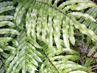Soft Water Fern
