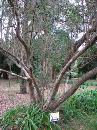 Murta