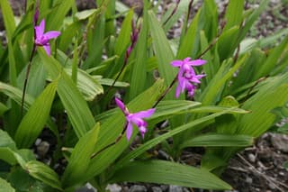Svītrainā bletilla