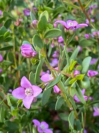 Aniis-boroonia