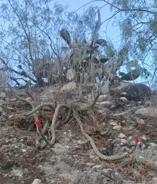 Cleistocactus