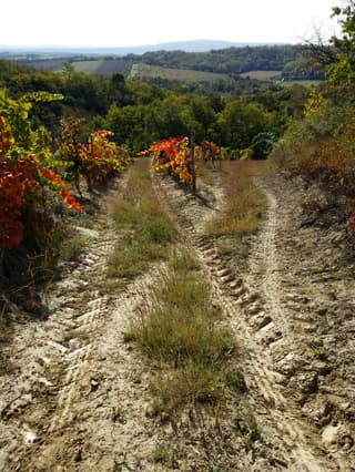 Pasto de alambre