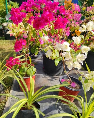 Garden Bougainvillea