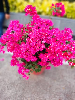 Primavera