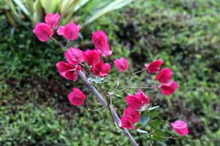 Great Bougainvillea