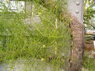 Cebolla trepadora