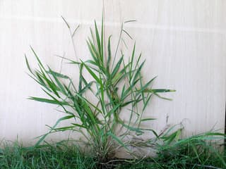 Signal Grass