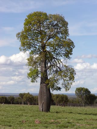 Kurrajong-Baum
