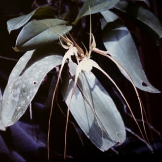 Orquídea-aranha-caudata