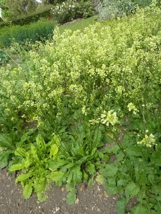 Brassica