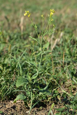 Sareptasennep