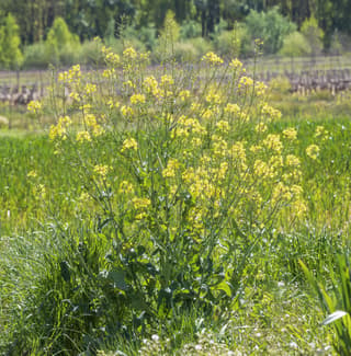 Rapeseed