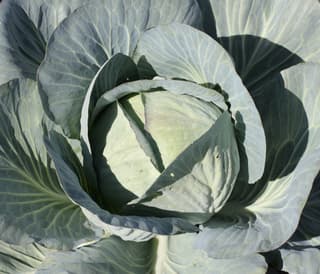 Wild Cabbage