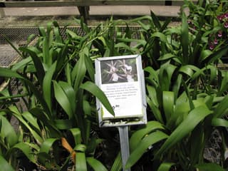Orchidej Miltassia