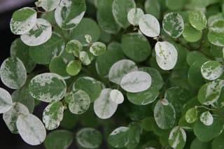 Snow Bush