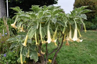 White Angel's Trumpet