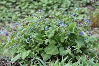 Siberian Bugloss