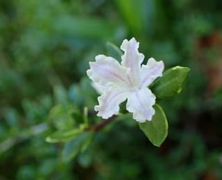 Serissa (Boom van de duizend sterren)
